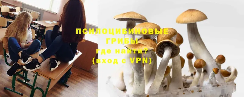 Галлюциногенные грибы Psilocybe Правдинск