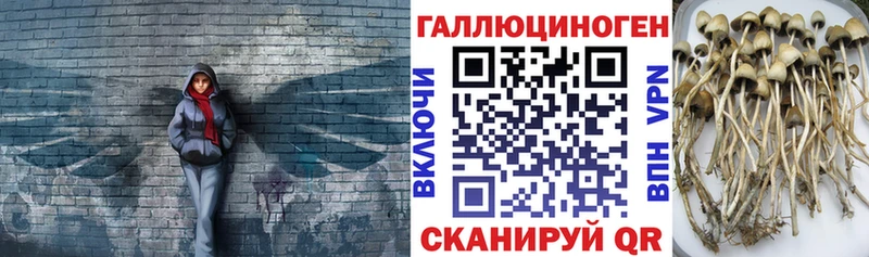 Галлюциногенные грибы Psilocybe  mega ССЫЛКА  Правдинск  наркота 